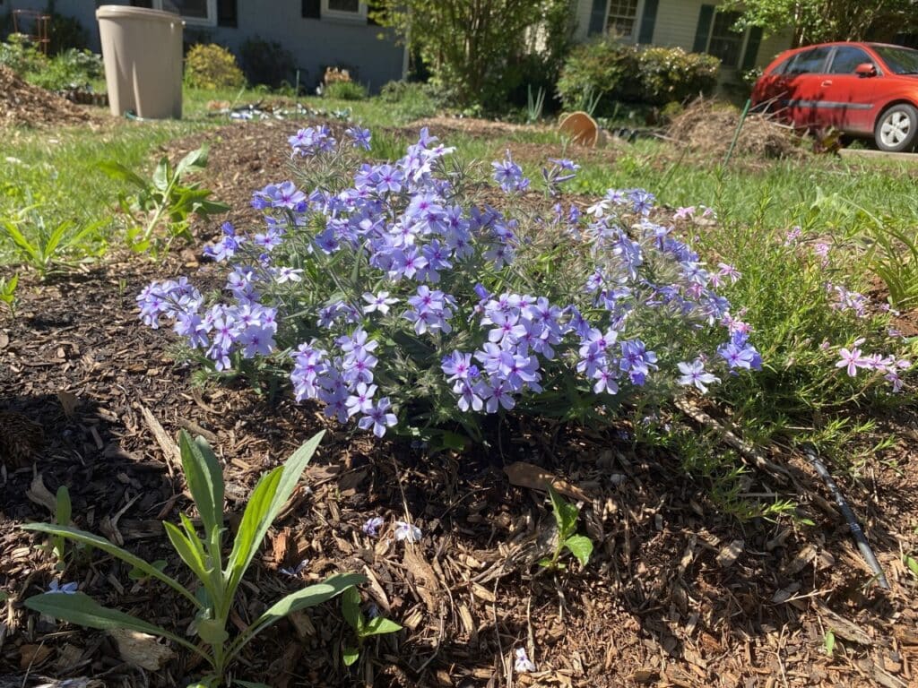 Can't Help Pollen in Love with Pollinators