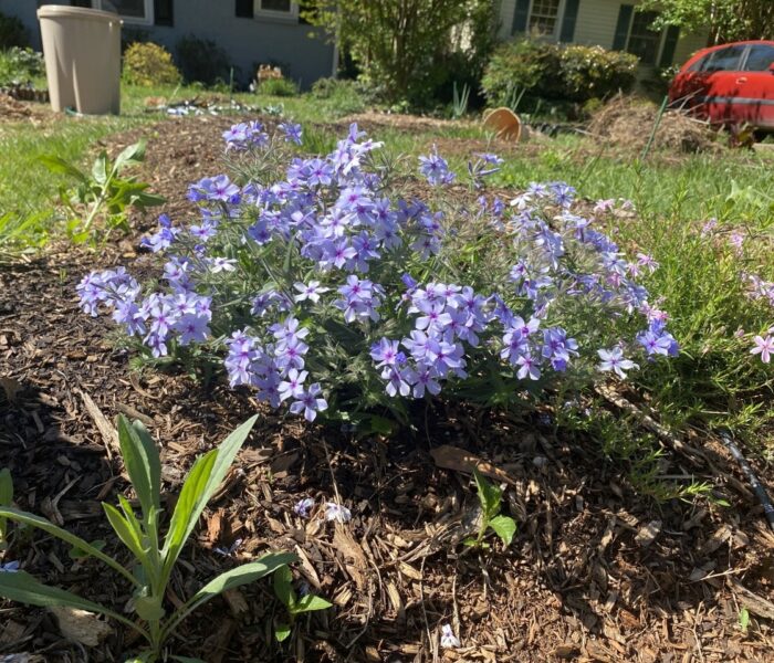 Chattahoochee Phlox Large