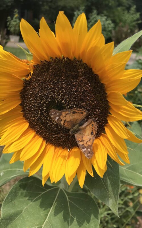 Sunflower & Butterfly