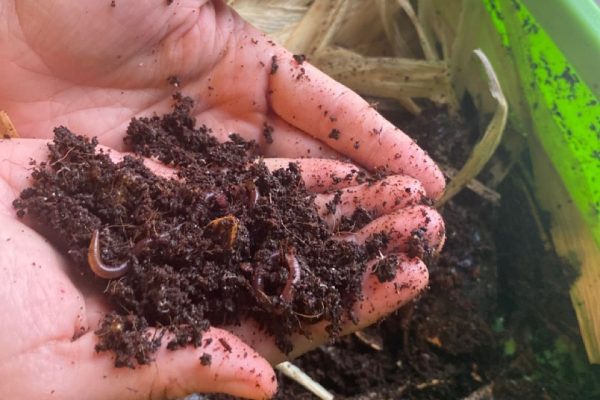 Vermicompost bin Large